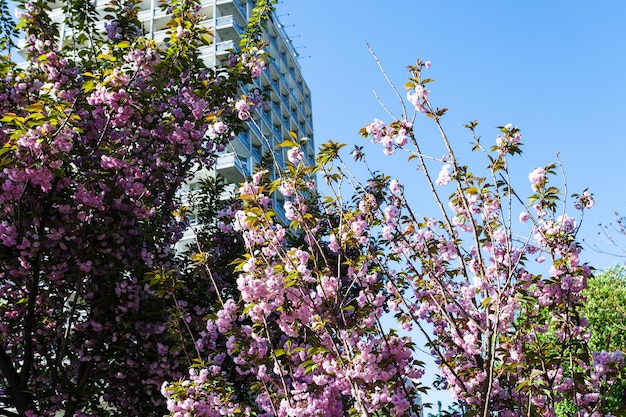 Roze bloeiende bomen mariyinsky stadspark