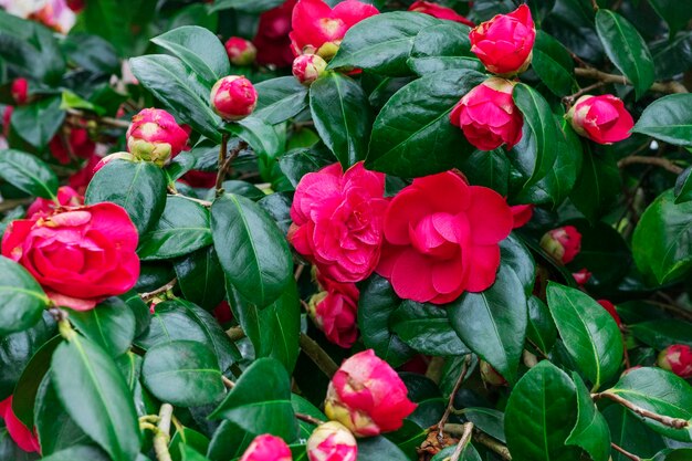 Roze bloeiende camellia bloemen en knoppen in Frankrijk