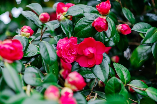 Roze bloeiende camellia bloemen en knoppen in Frankrijk