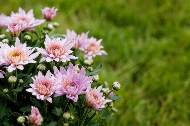 Roze bloeiende chrysant bloemen en knoppen in de tuin op een wazige groene achtergrond