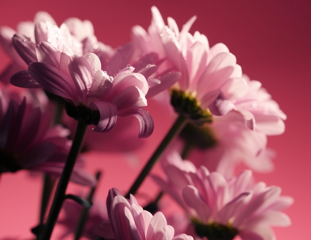 Roze bloeiende chrysantenbloemen met een vage ruimte