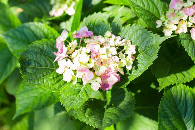 Roze bloeiende hortensia in de tuin. Natuur achtergrond