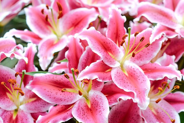 roze bloeiende lelie in de tuin