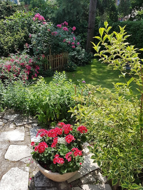 Roze bloeiende planten in de tuin