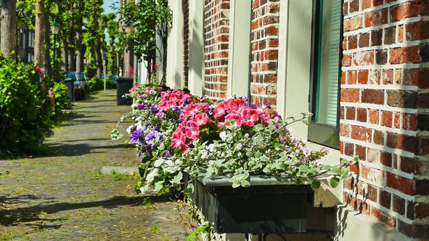 Foto roze bloeiende planten per gebouw