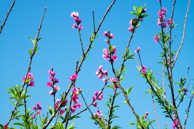 Foto roze bloeiende tak van pruimenboom tegen de blauwe hemel