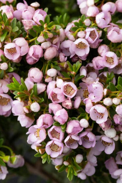 Roze bloeiende Thryptomene struik van dichtbij