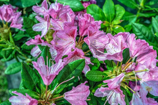 Roze bloem Azalea in de natuur