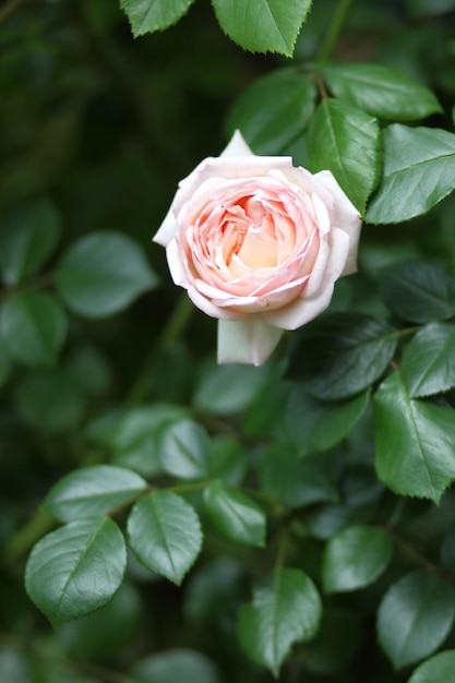 Roze bloem bloei in rozentuin op wazige achtergrond Close-up shot van een bloeiende roze roze bloem Open ongelooflijk mooie roze roos in de tuin