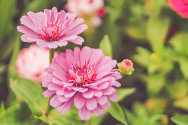 roze bloem bloeien in de tuin