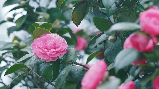 Roze bloem camellia licht roze bloemblaadjes immergroene glanzende bladeren op struik