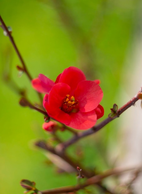 Roze bloem Chaenomeles japonica op een takclose-up