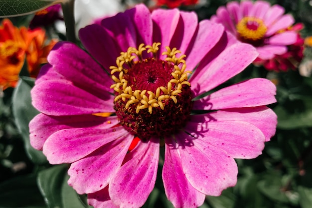 Roze bloem close-up briefkaart