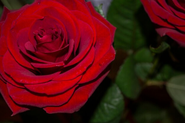 Roze bloem close-up de roos