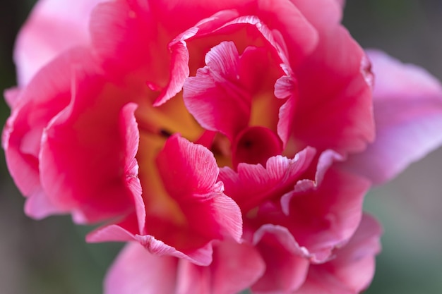 Roze bloem close-up voor wenskaartbehang