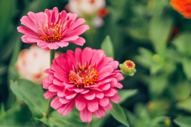 roze bloem close-up