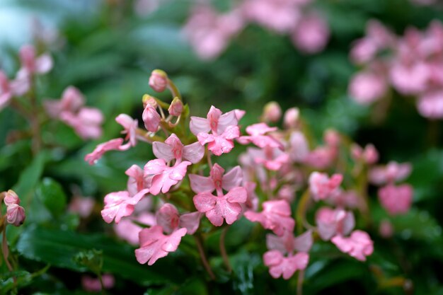 Roze bloem dichtbij waterdaling