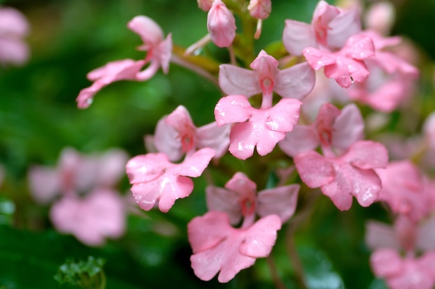 Roze bloem dichtbij waterdaling