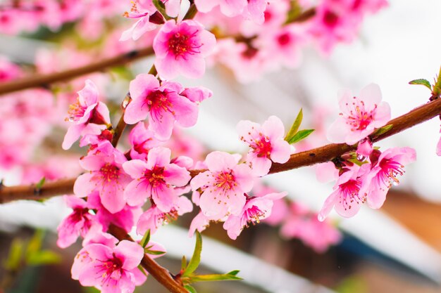 Roze bloem die dicht omhoog tot bloei komt