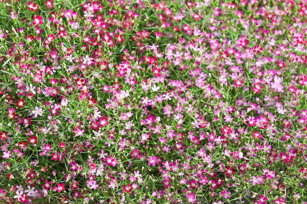 Roze bloem die in het veld bloeit