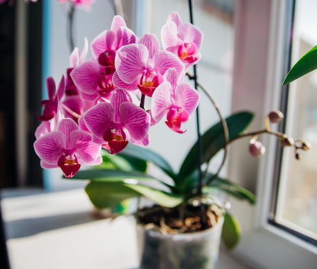 Roze bloem en bladeren van de phalaenopsis-orchidee in een bloempot op de vensterbank in het huis. Verzorging van een kamerplant. Huis & Tuin. Kamer interieur decoratie.
