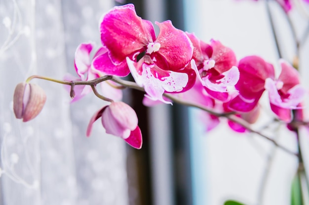 Roze bloem en bladeren van de phalaenopsis-orchidee in een bloempot op de vensterbank in het huis Verzorging van een kamerplant