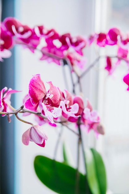 Roze bloem en bladeren van de phalaenopsis-orchidee in een bloempot op de vensterbank in het huis Verzorging van een kamerplant