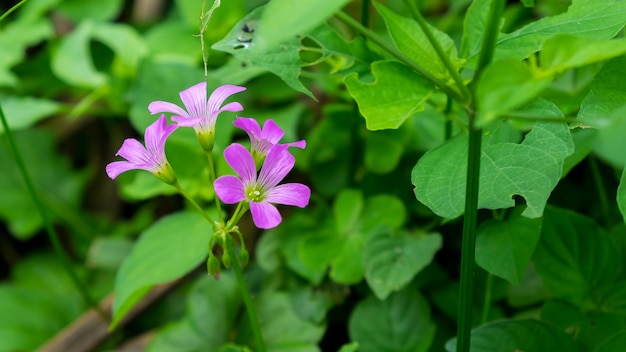 roze bloem en groen blad