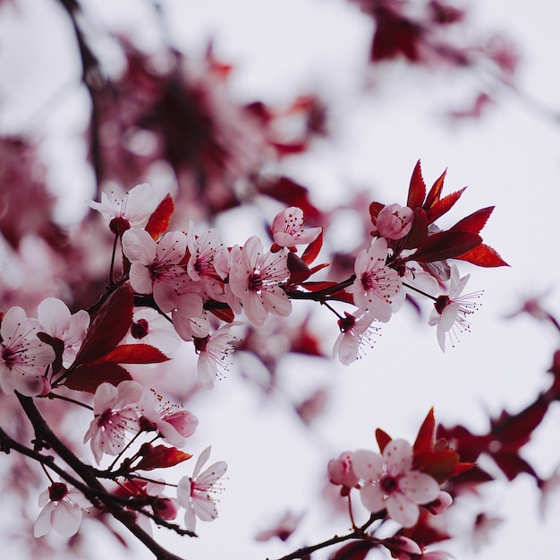 Roze bloem in de lente