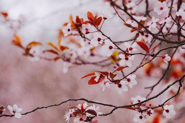 Roze bloem in de lente