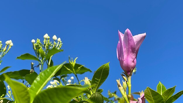 Roze bloem in de tuin met blauwe lucht.