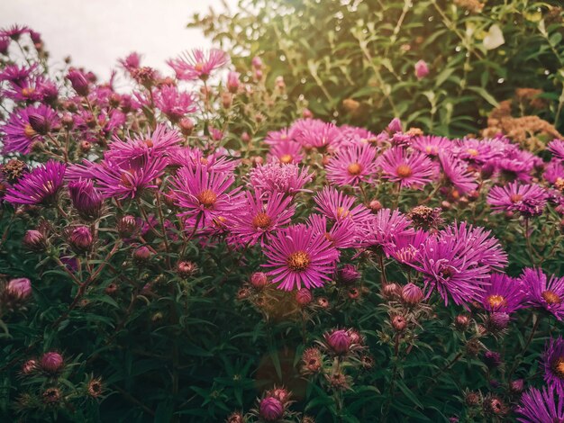 Roze bloem in de tuin met vintage toon