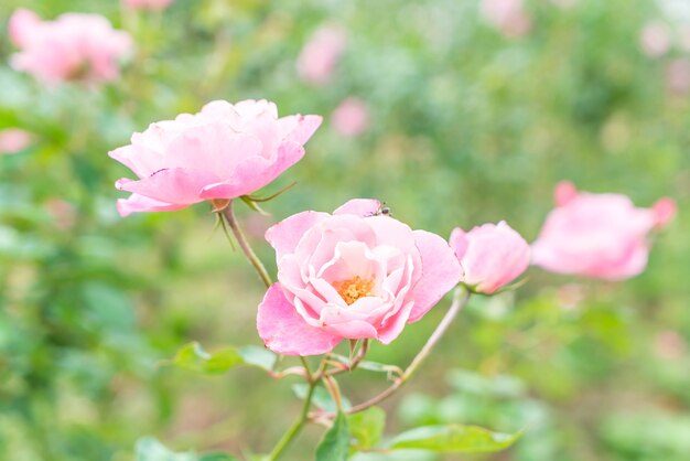 roze bloem in de tuin