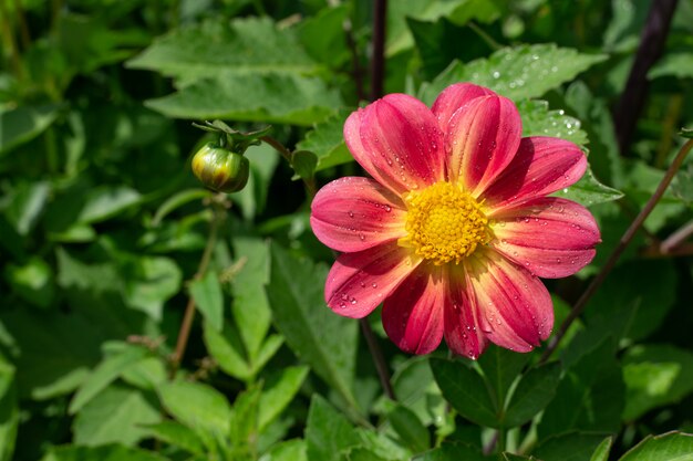 Roze bloem in de tuin