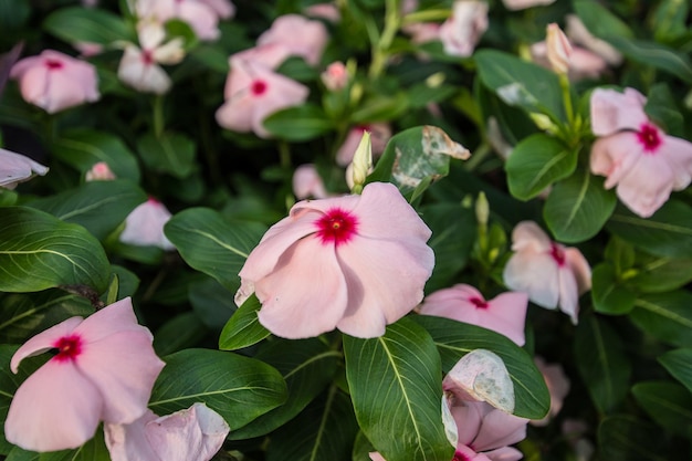 Roze bloem in de tuin