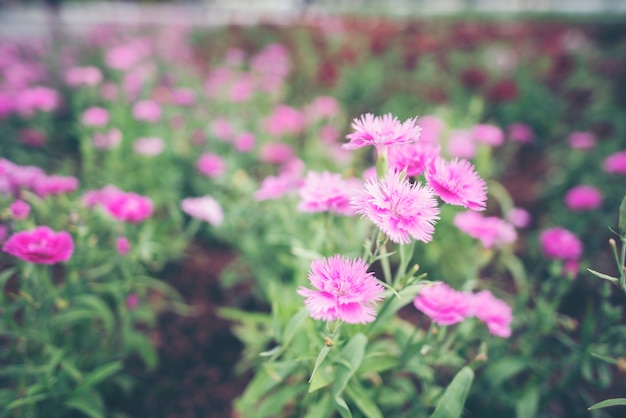 Roze bloem in de tuin