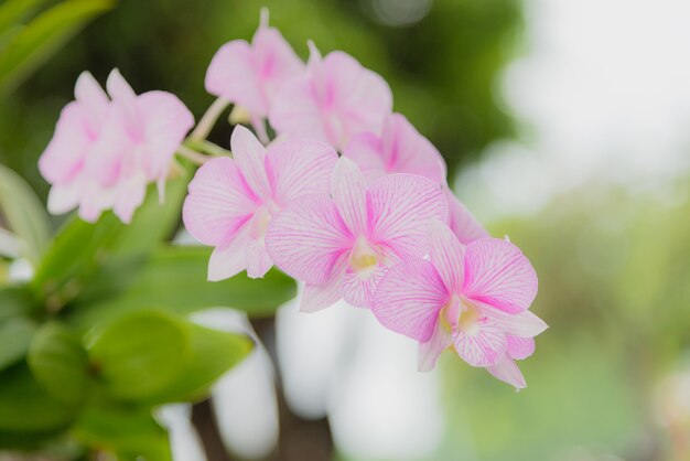 Roze bloem in de tuin.