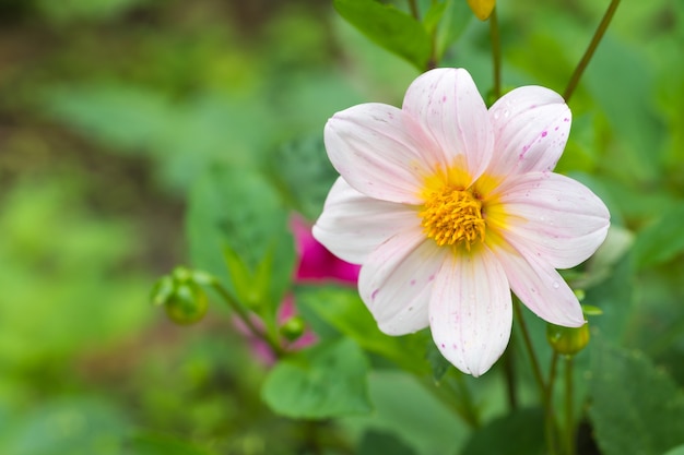 Roze bloem in de tuin.