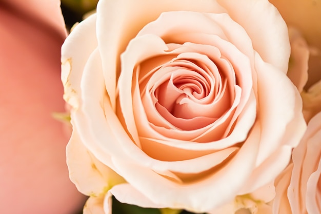 Roze bloem in een tuin bloemenschoonheid en botanische achtergrond voor bruiloft uitnodiging en groet c...