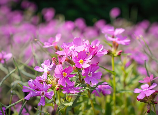 roze bloem in een veld met paarse bloemen