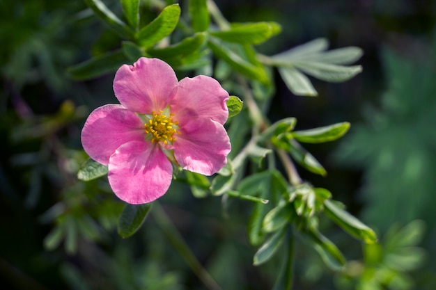 Roze bloem in een zomertuin