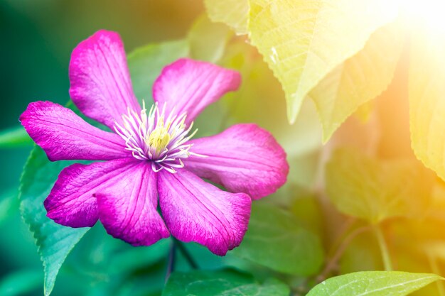 Roze bloem in het zonlicht in een tuin