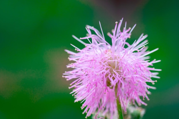 Roze bloem macro foto