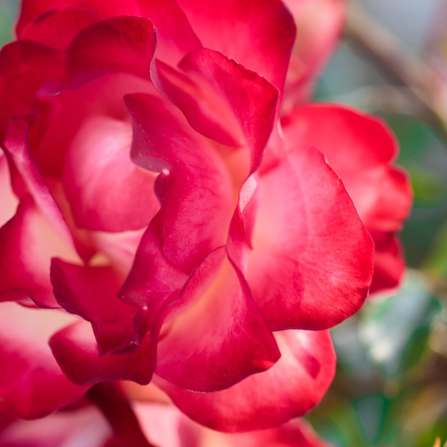 Roze bloem macro rode roos bloem close-up Hoge kwaliteit natuurlijke achtergrond Mooie achtergrond