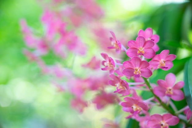 Roze bloem met exemplaarruimte die als achtergrond o gebruikt