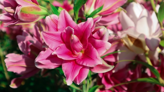 Foto roze bloem mooie bureaubladachtergrond