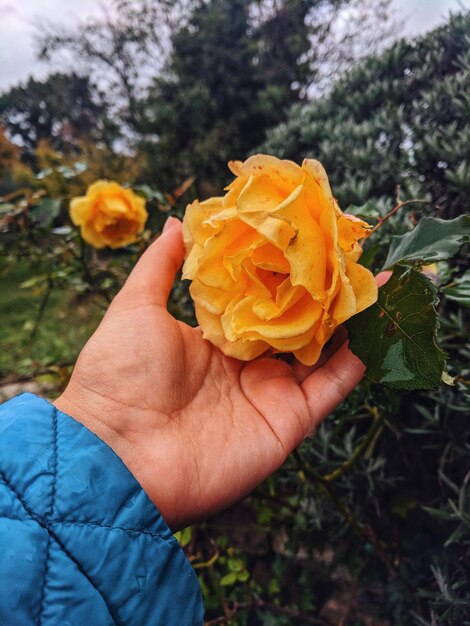 roze bloem op de achtergrond van de natuur in de tuin van bloemen. Regendruppels op rood, geel rozenblaadje