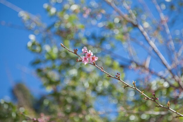 Roze bloem op de boom