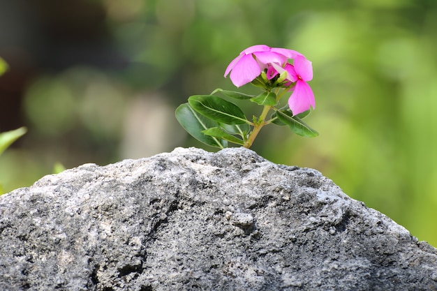 Roze bloem op een rots.