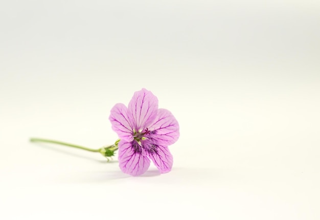 Roze bloem op witte achtergrond
